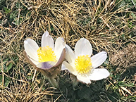 frühjahrs angebote in südtirol